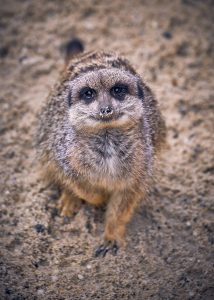 A Guide to Meerkats | Paradise Wildlife Park