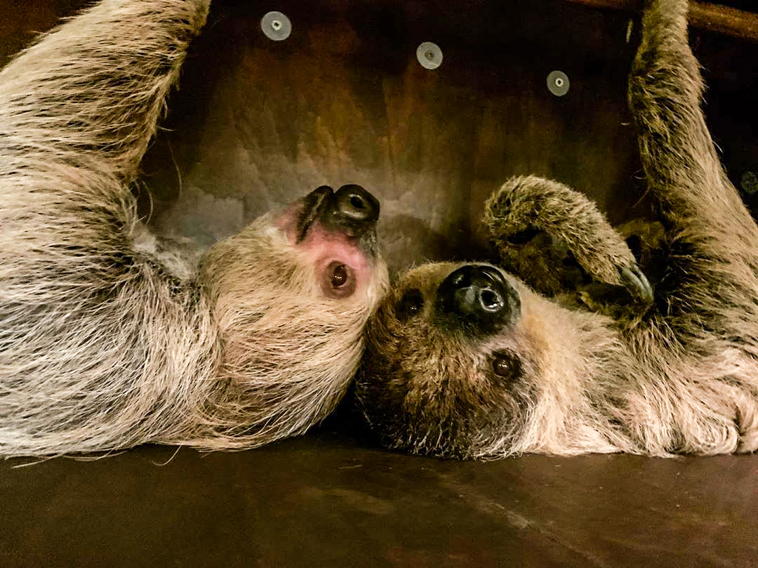 A Guide to Sloths (Everything You Need to Know!) | Paradise Wildlife Park