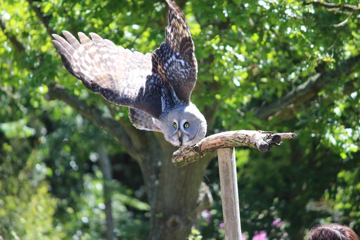Watch Birds In Hertfordshire S Best Zoo Paradise Wildlife Park