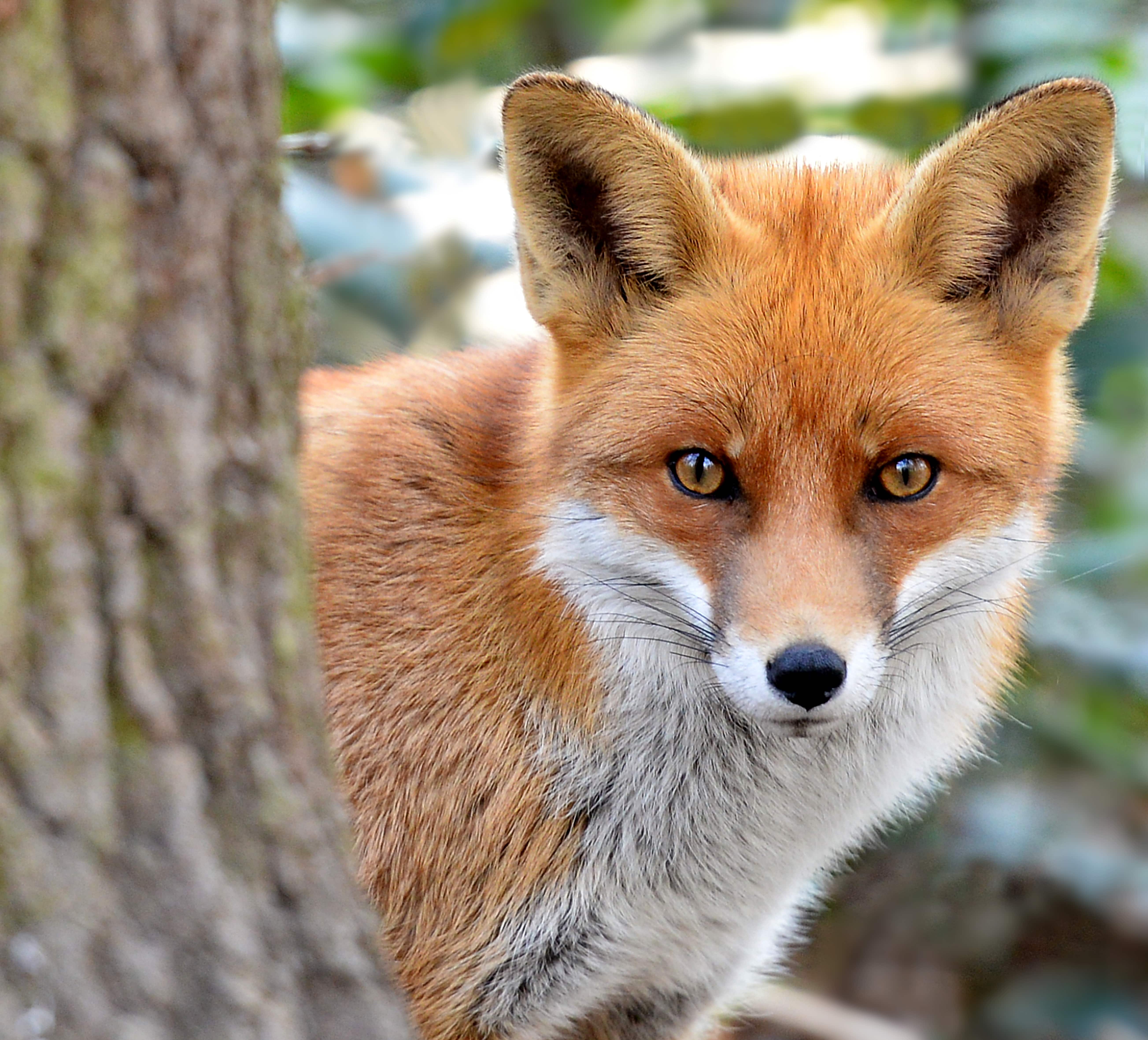Red Fox | Paradise Wildlife Park