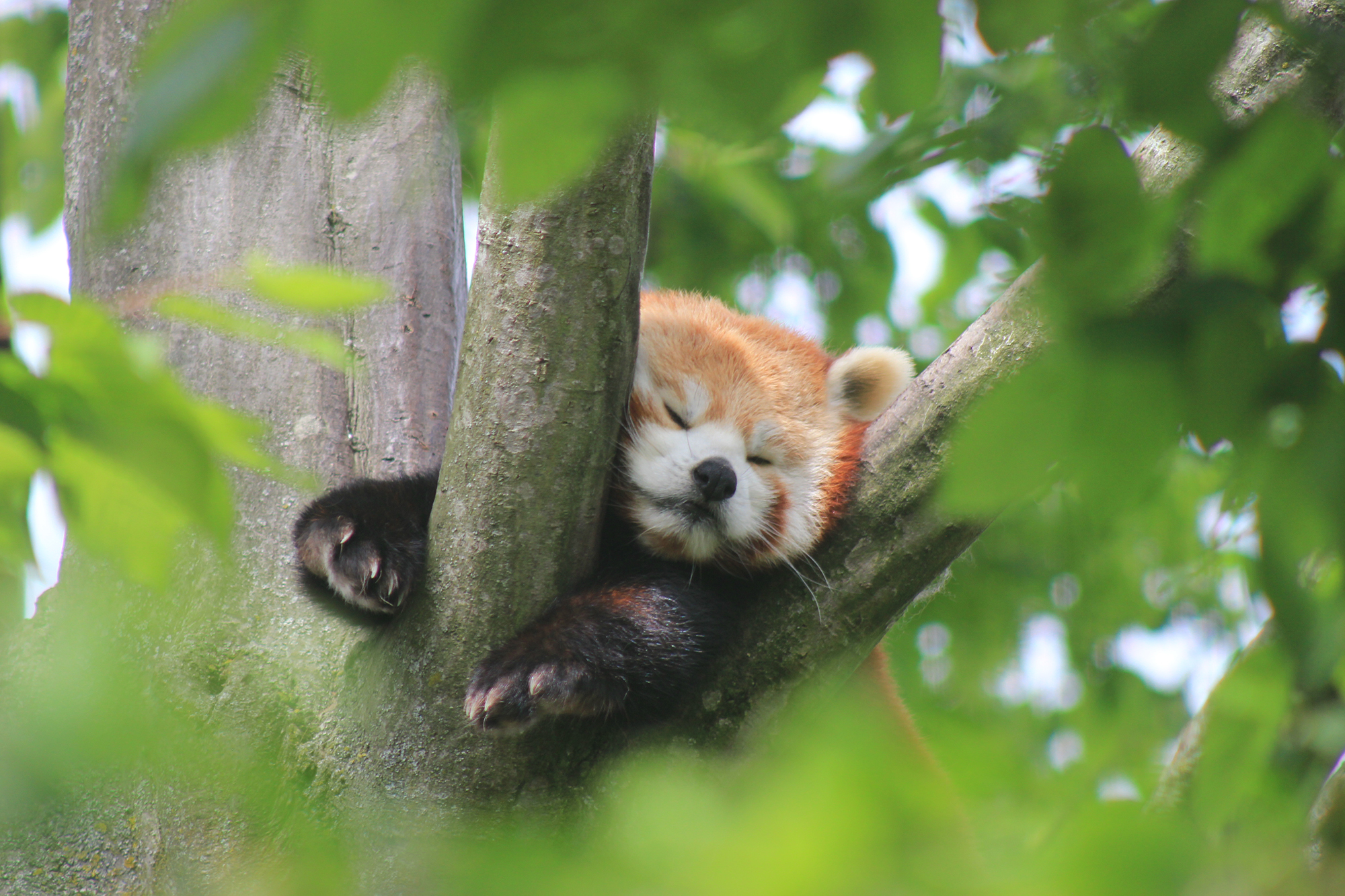 Can You Own A Red Panda In Canada Red Pandas As Pets Paradise Wildlife Park