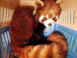 Can You Own A Red Panda In California Red Pandas As Pets Paradise Wildlife Park