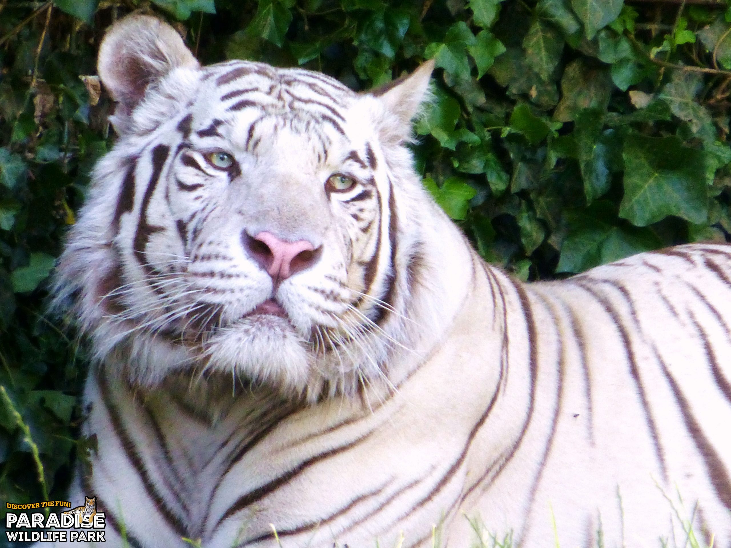 Baikal the White Tiger will not be returning to Paradise Wildlife Park