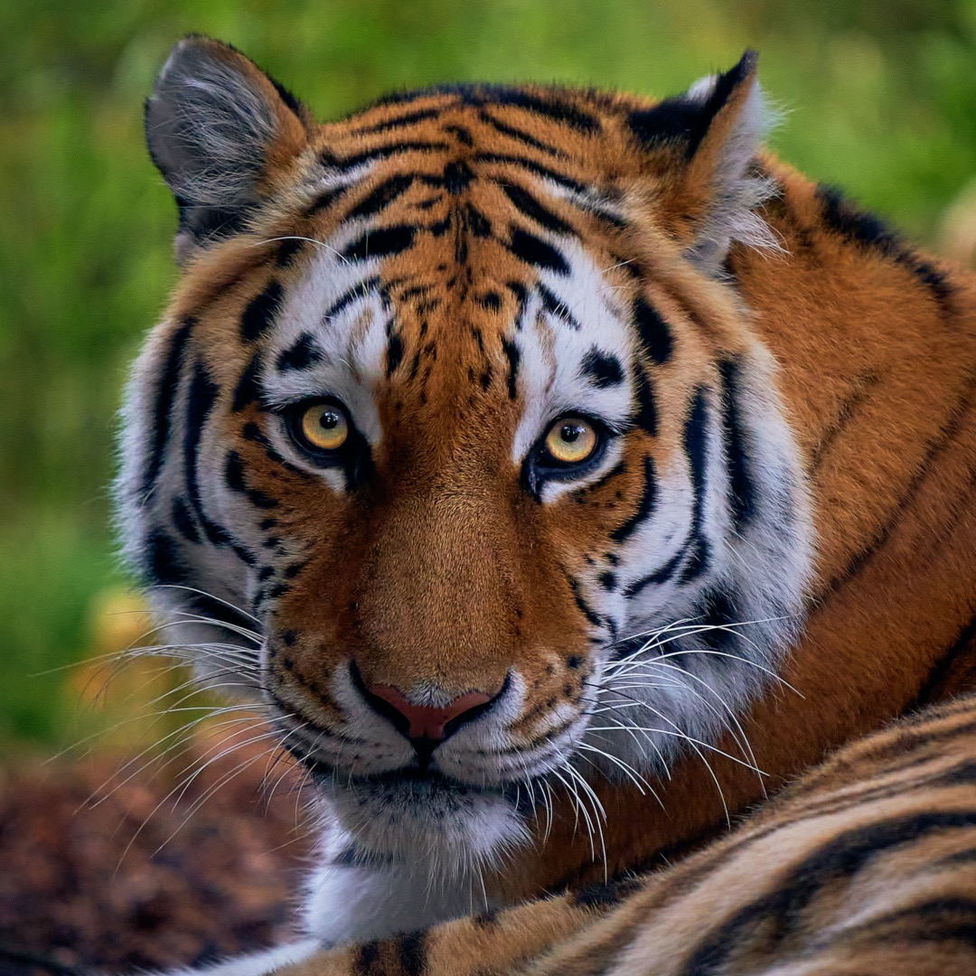 Adopt a Tiger UK | Paradise Wildlife Park