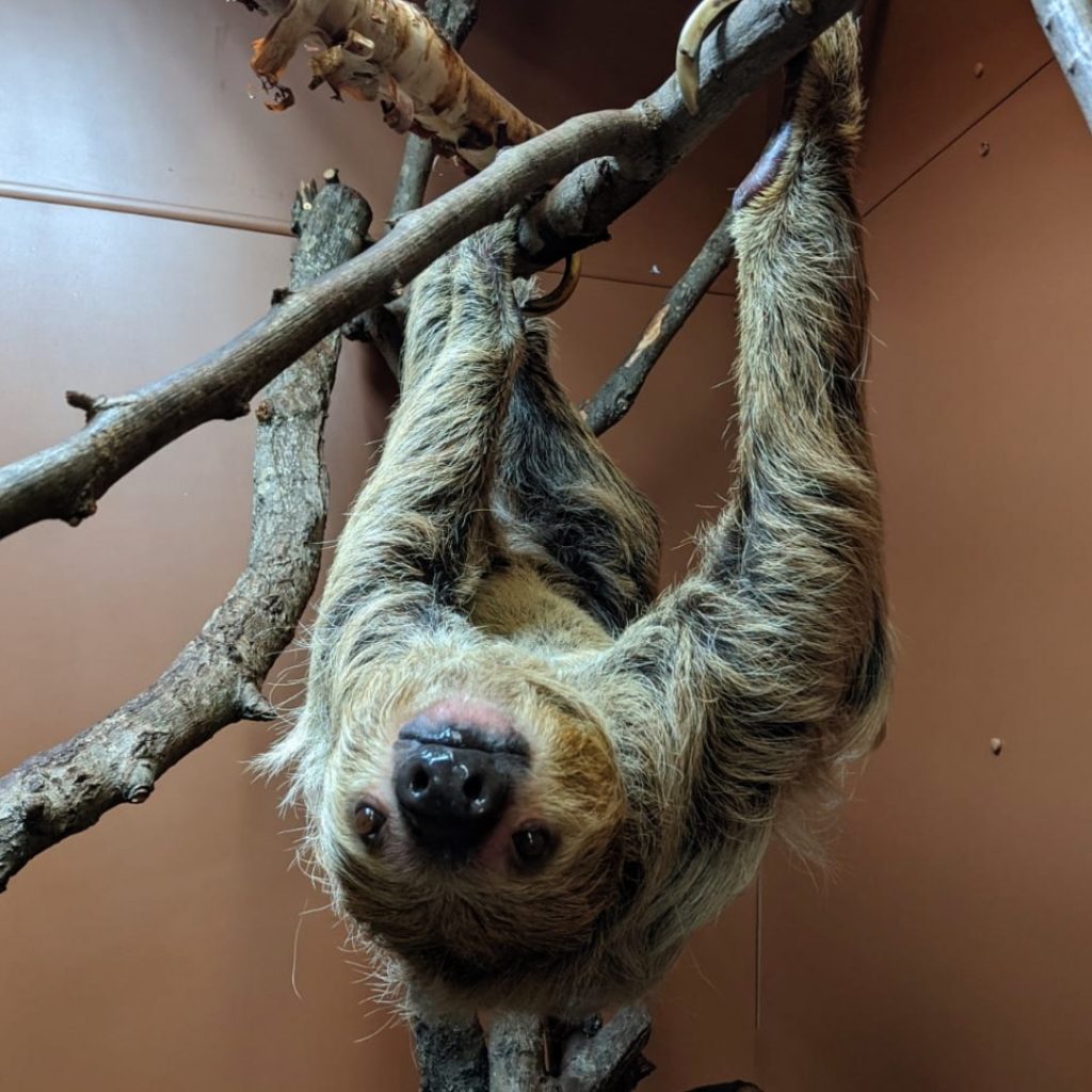 Adopt A Sloth Uk Paradise Wildlife Park