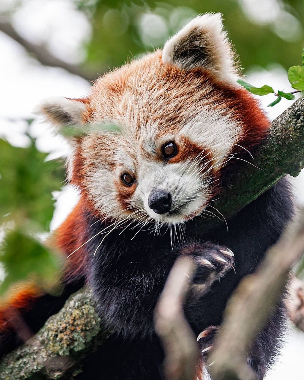 mynte prøve regulere Red Panda vs. Giant Panda | Paradise Wildlife Park